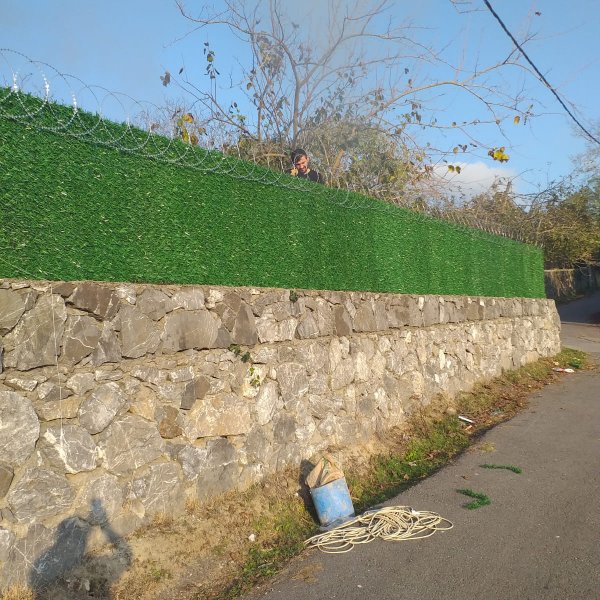 Çim Duvar Çiti