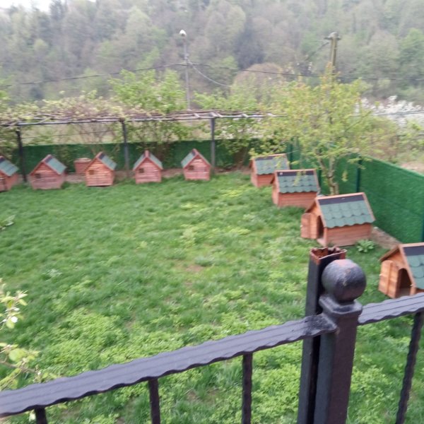 Çim Duvar Çiti